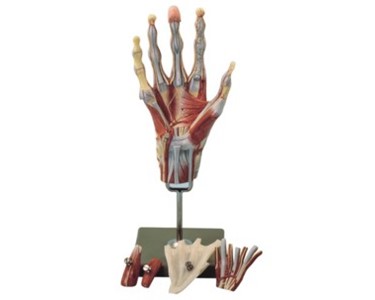 Muscles of the Hand with Base of Forearm | Mentone Educational Centre