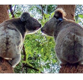 Caring For Koalas In NSW