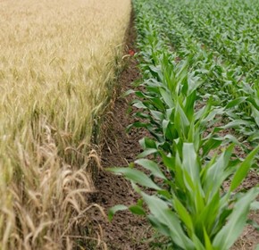Nutritious sustainable food vital to health of Australians