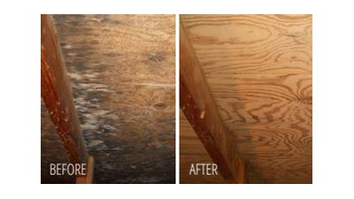 Mold Remediation Case Study