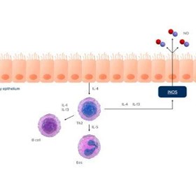 See airway inflammation clearly FeNO by NIOX