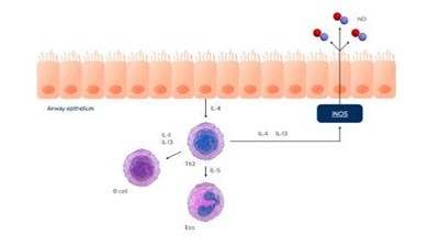 See airway inflammation clearly FeNO by NIOX