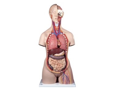 Torso with Open Back and Male/Female Organs (28pt) | Mentone