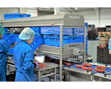 Marco - Food Packaging System - Tomato Packing Solutions