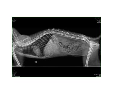 SIUI - Portable Veterinary DR X-Ray System | SR 2300 5kW
