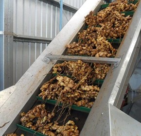 Bundaberg: Beverage firm reduces supply risk with pack-house investment