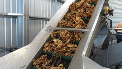 Bundaberg: Beverage firm reduces supply risk with pack-house investment