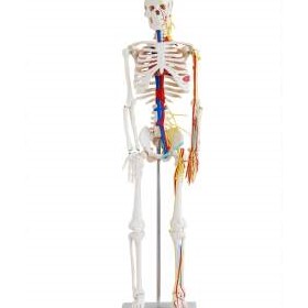 Anatomical Skeleton Model with Nerves and Blood Vessels | 85cm 