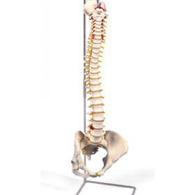 Flexible Spinal Column with Pelvis and Stand | Mentone
