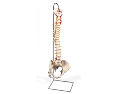 Flexible Spinal Column with Pelvis and Stand | Mentone