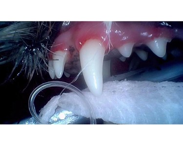 Digital Veterinary Intraoral Camera