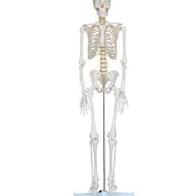 Anatomical Life-Size Skeleton Model | 180cm Tall | Mentone Educational