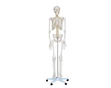 Anatomical Life-Size Skeleton Model | 180cm Tall | Mentone Educational