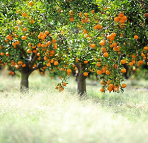 Revolution in Citrus Harvesting: Introducing the Mandarin Master 3000