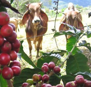 Facts about the Coffee Plant (Part 1)