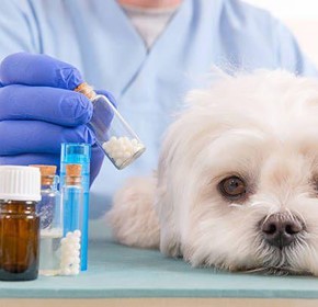 Veterinary Drug Safety and Common Errors