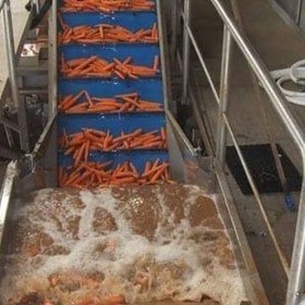  Nicol Carrots