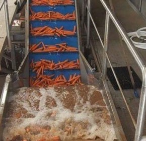 Nicol Carrots